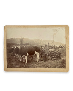 Oxen Pulling Record Weight Cabinet Card